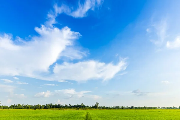 Hermoso campo de maíz verde con atmósfera de aire de tierra azul brillante s —  Fotos de Stock