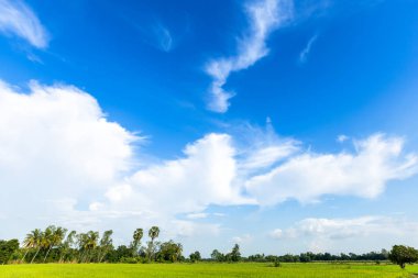 Güzel yeşil mısır tarlası. Kara havası. Parlak mavi.