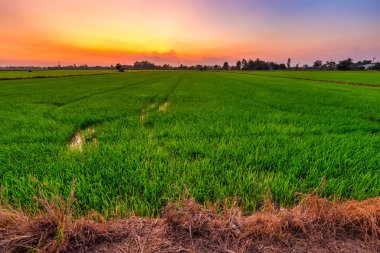 Güzel yeşil tarlalar ya da Asya 'daki mısır tarlaları