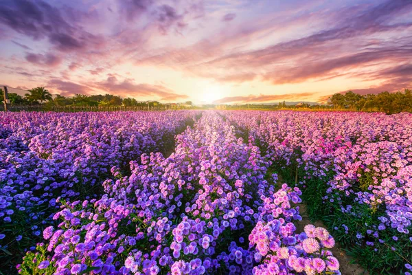 Wunderschöne Landschaft aus violettem Lavendel und Mähfeld — Stockfoto