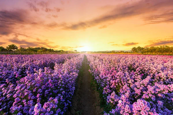 Wunderschöne Landschaft aus violettem Lavendel und Mähfeld — Stockfoto