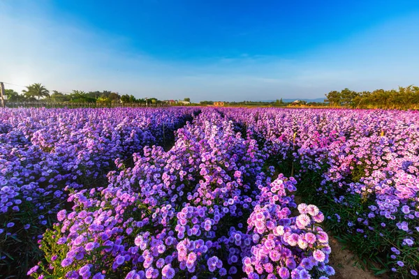 Beautiful of Landscape of Purple Lavender and Cutter field flowe