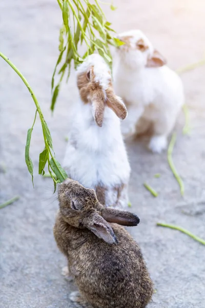 Кролики їдять їжу в клітці на фоні саду тварин Тейла — стокове фото