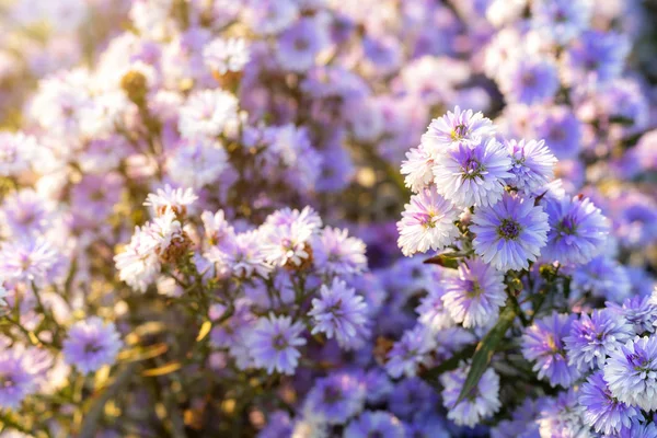 Fialová levandule a Cutter pole květiny v přírodě zahrada bac — Stock fotografie