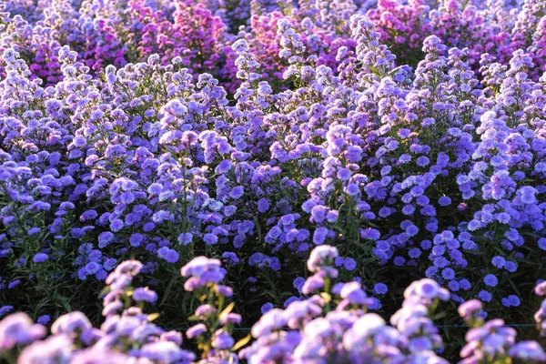 Lavanda púrpura y flor de campo de corte en el bac jardín de la naturaleza — Foto de Stock