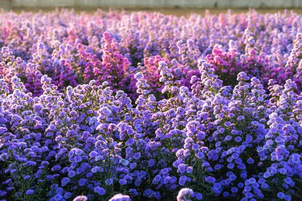 Lila Lavendel und Cutter Feldblume im Naturgarten bac — Stockfoto