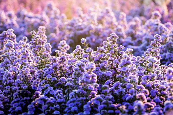 Lila Lavendel und Cutter Feldblume im Naturgarten bac — Stockfoto