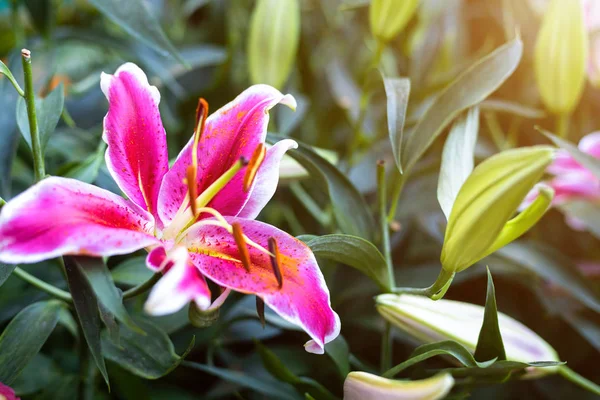 Beautiful Stargazer Pink Lilies in garden flowers Background — Stock Photo, Image