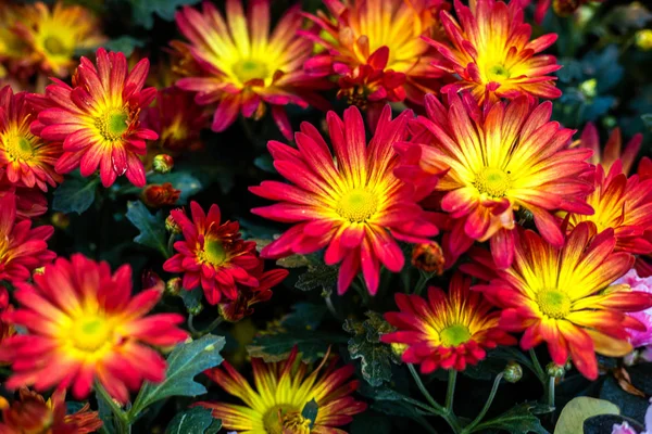 Beautiful Flowering Red, orange and yellow chrysanthemums in aut — Stock Photo, Image