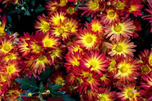 Beautiful Flowering Red, orange and yellow chrysanthemums in aut — 스톡 사진