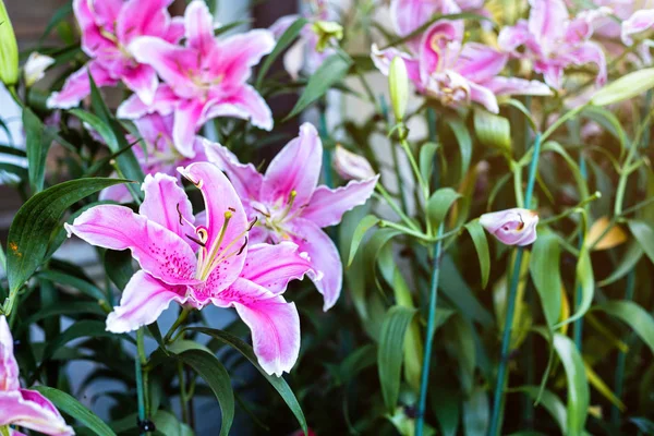 Schöne Sternengucker rosa Lilien im Garten Blumen Hintergrund — Stockfoto