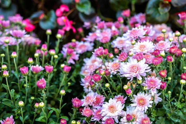 Fioletowy Lawenda i Cutter pole kwiat w natura ogród bac — Zdjęcie stockowe