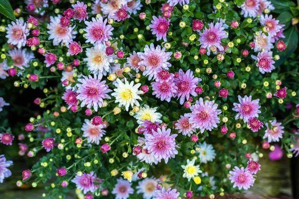 Fioletowy Lawenda i Cutter pole kwiat w natura ogród bac — Zdjęcie stockowe