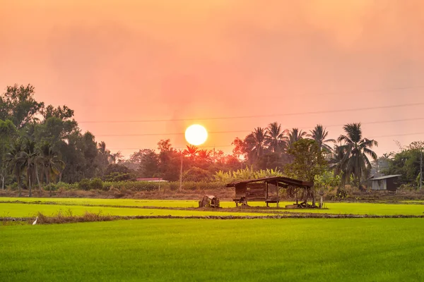 Old Wood cottage in green field cornfield or corn in Asia countr — ストック写真