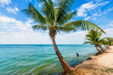 Chanthaburi Tayland Hat chao lao plajda deniz ile Hindistan cevizi ağacı üzerinde güzel sabah gündoğumu.