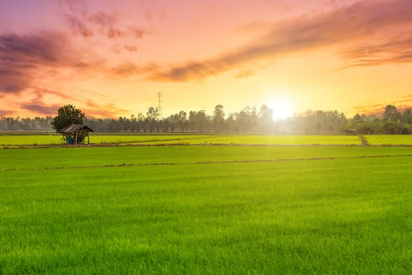 Krásné Zelené Pole Kukuřičné Pole Nebo Kukuřice Asii Země Zemědělství — Stock fotografie