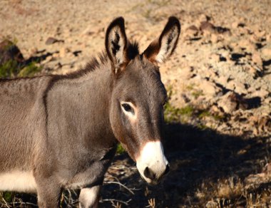 Burro Profili