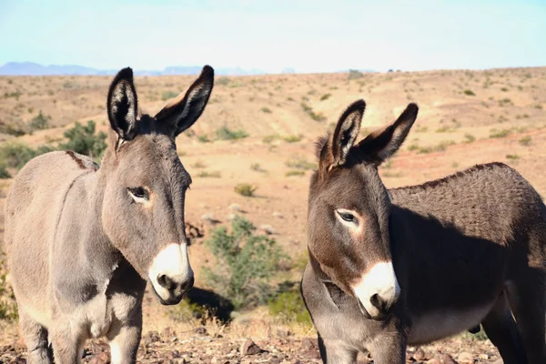 Burros betteln um Nahrung — Stockfoto