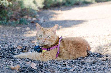 Turuncu tekir kedi Park