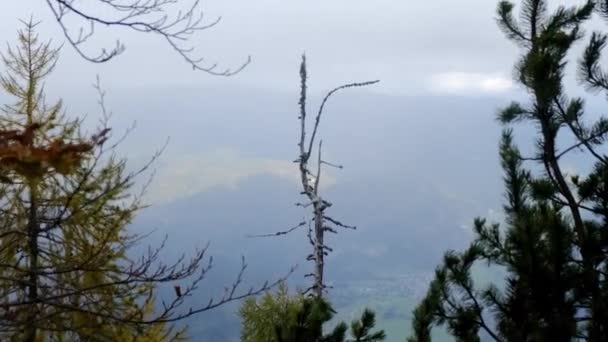 Rotte boom op de berg -Slovenië — Stockvideo