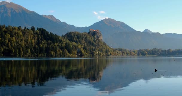 Em Bled Lake em uma manhã de outono claro nebuloso, um pato flutua na água — Vídeo de Stock