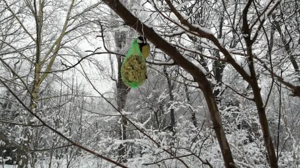 Pájaro de teta negra se alimenta de una bola alimentadora de aves en la nieve durante — Vídeos de Stock