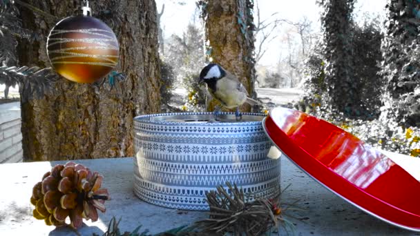 Birds great tit pecking seeds from the gift box in the winter for Christmas. — Stock Video