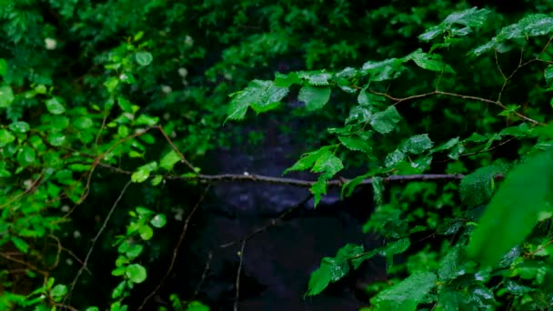 gouttes de pluie tombant sur les feuilles des arbres par un jour nuageux et pluvieux 