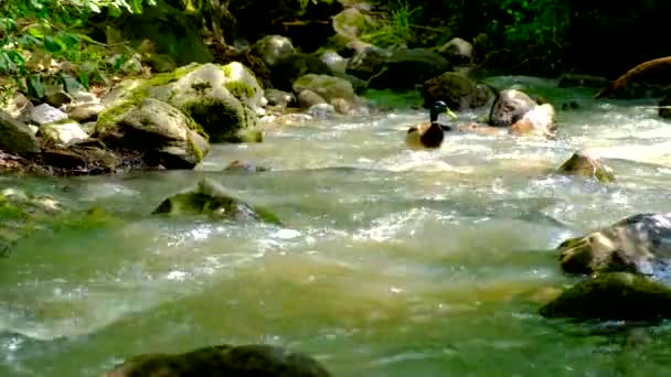 Kacsák úsznak és takarmányoznak az erdei patakban, változó fényviszonyok között — Stock videók