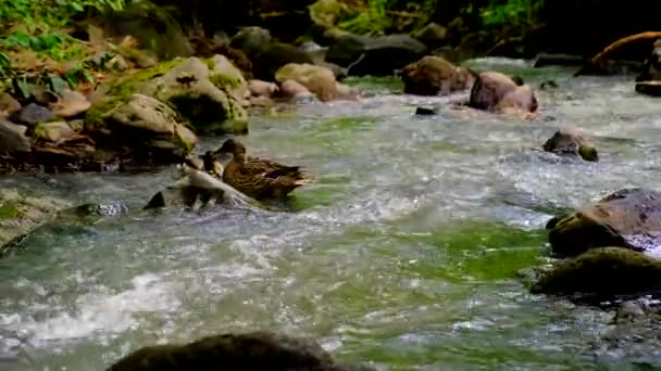 Enten schwimmen und futtern im Waldbach — Stockvideo