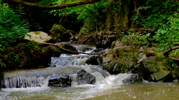 Szybka, kamienista góra dzika rzeka biegnąca w gęstym zielonym lesie. — Wideo stockowe