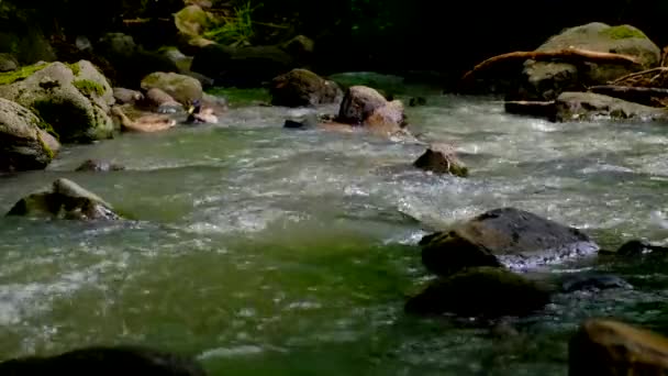 Kaczki pływać i karmić w strumieniu lasu — Wideo stockowe