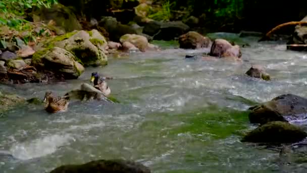 Enten schwimmen und futtern im Waldbach — Stockvideo