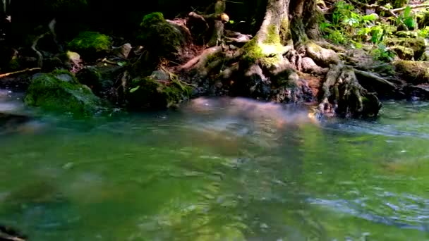 Bosque depositado después de una inundación en el arroyo montañoso salvaje — Vídeo de stock