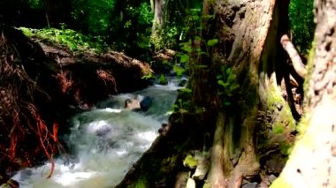 Güçlü ve tehlikeli sular, orman olan bir dağda sağanak yağmurdan sonra akar. - Yavaş çekim videosu