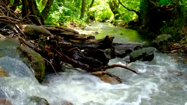 Starkt och farligt vatten rinner efter kraftigt regn på ett berg som är en skog. - Långsam panorering video — Stockvideo