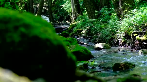 Snabb strömmande flod i ett vilt område -Långsam panorering video — Stockvideo