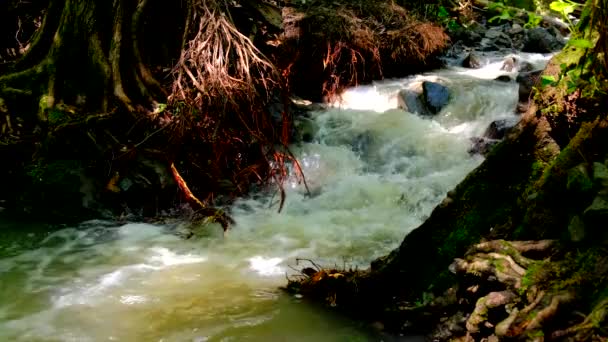 coulées d'eau fortes et dangereuses Après de fortes pluies sur une montagne qui est une forêt .