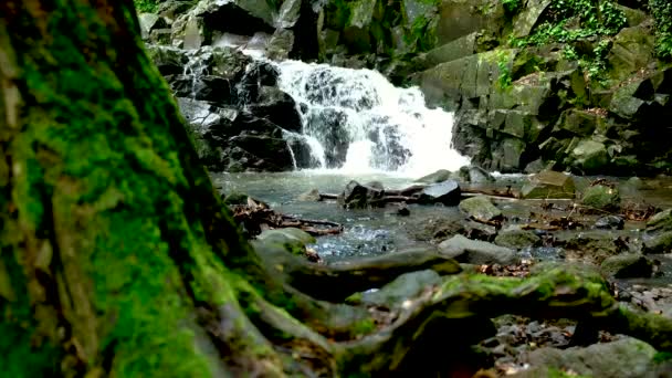 Starkes Wasser fließt nach starkem Regen auf einem Berg, der ein Wald ist. — Stockvideo