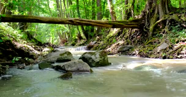 Γρήγορη ροή του ποταμού σε μια άγρια περιοχή . — Αρχείο Βίντεο