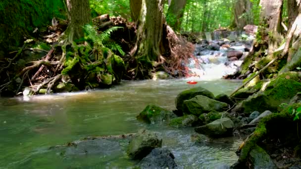 野生の領域で高速流れる川 . — ストック動画