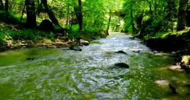 Kütükler suda hızla girdabın içinde yüzerler.