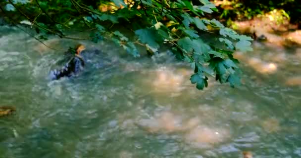 Древесина быстро плавает в водовороте в воде — стоковое видео