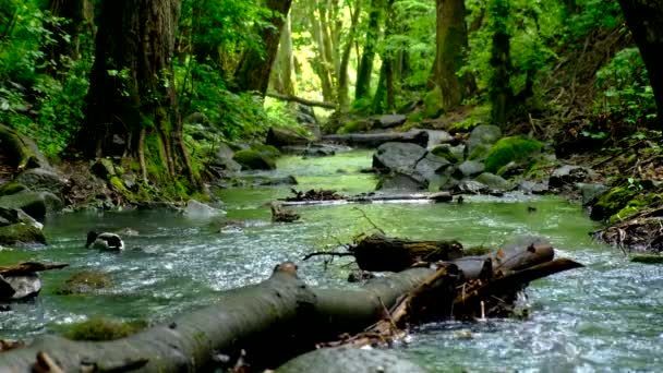 Stockenten überwinden den Wasserfluss im Bach — Stockvideo