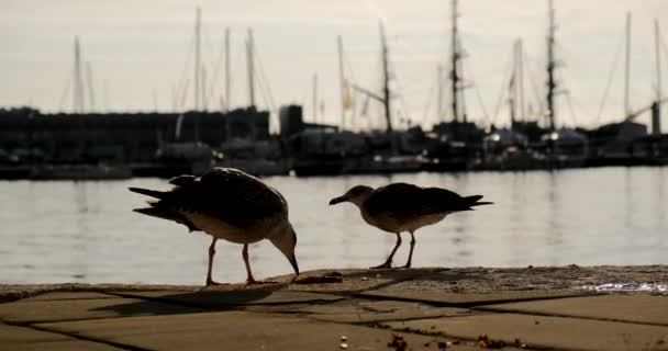 カモメはトリエステの港で食べ物のために戦っています — ストック動画