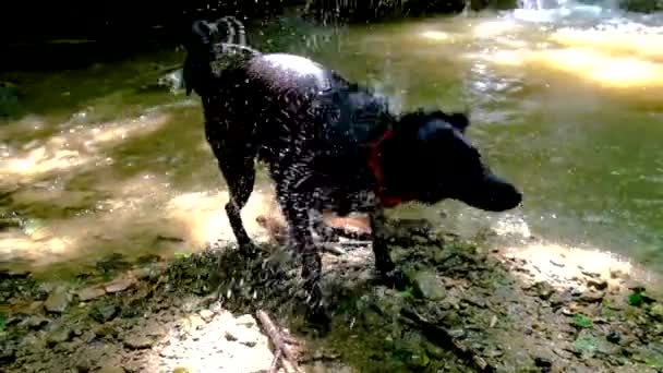 Drenched perro Mudis sacude el agua, salpicaduras vuelan en todas direcciones . — Vídeo de stock