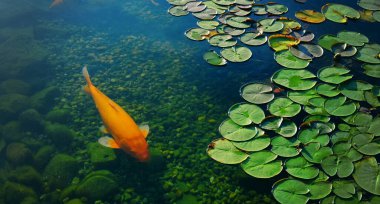 Yapay bir göletteki nilüferlerin arasında renkli bir Koi balığı yüzüyor.