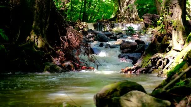 Fiume che scorre veloce in una zona selvaggia  . — Video Stock