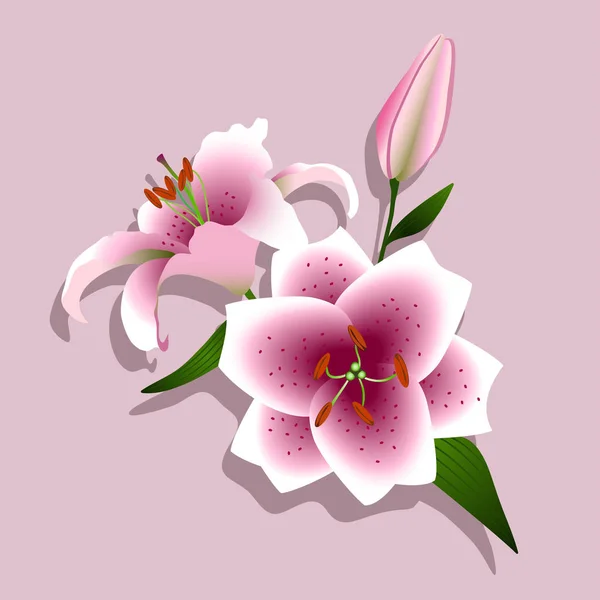 Pink Lilies on a White Background — Stock Vector