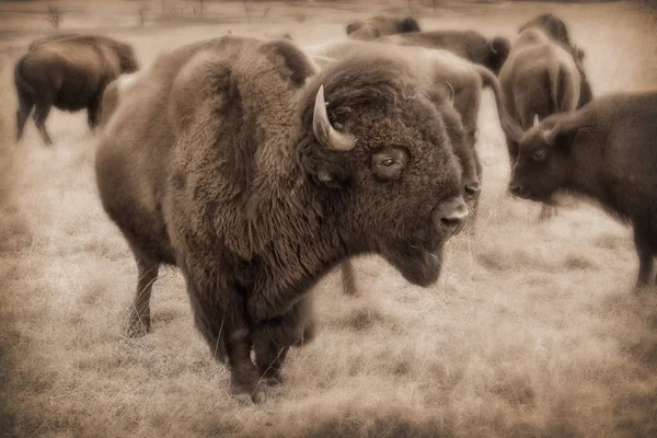 Mächtige Kansas Bisonherde in maxwell Wildlife Refugium — Stockfoto